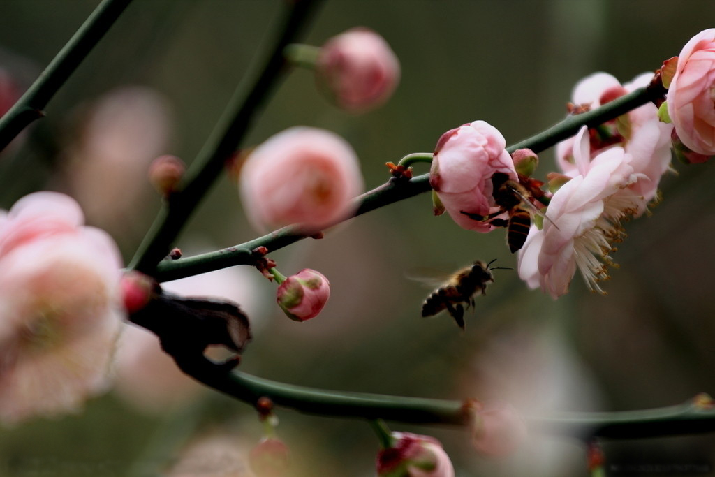 春回大地，莫负春光（太平煤矿&nbsp;孟苗）