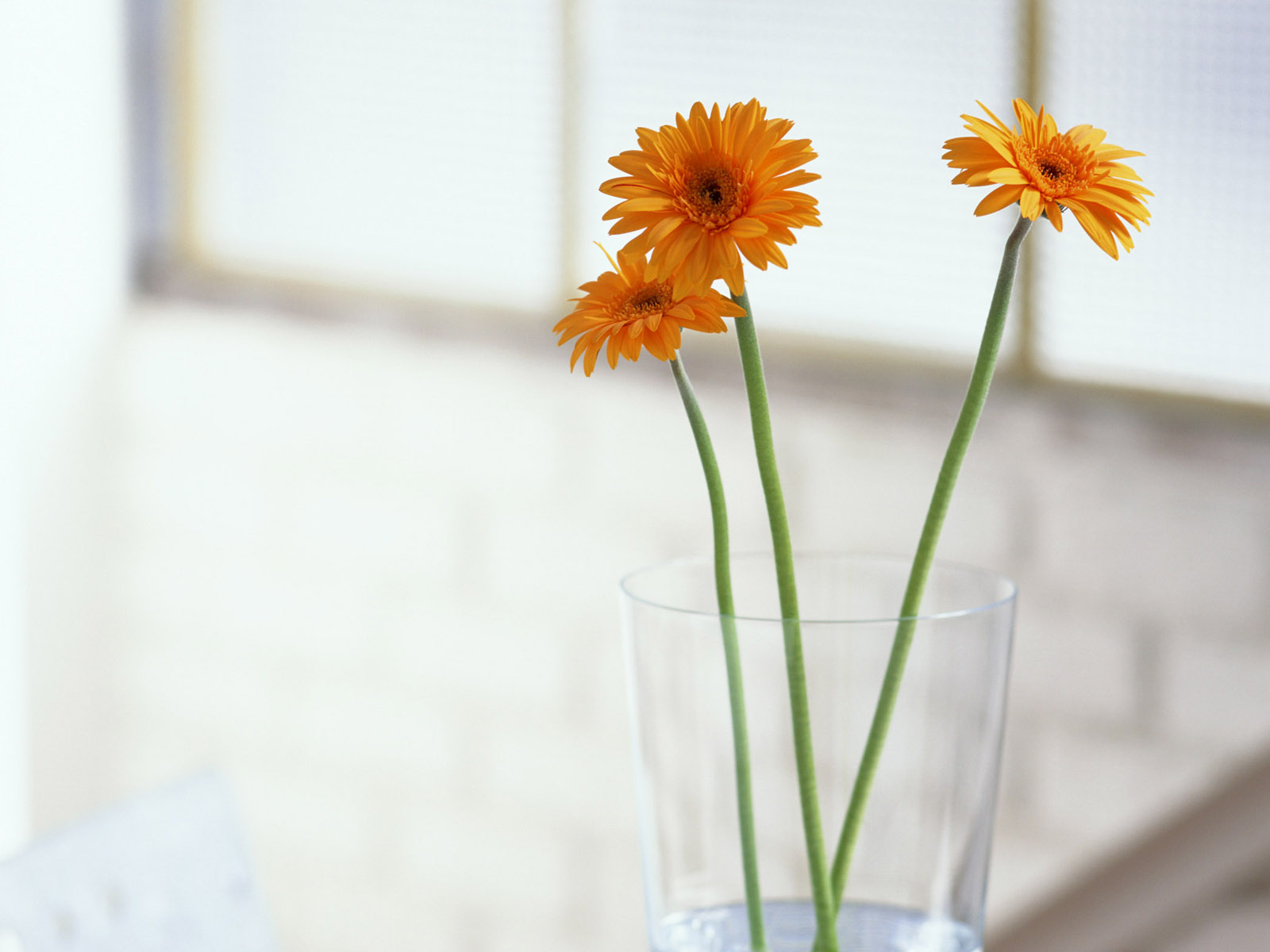 开在心底的花（鹿洼煤矿&nbsp;刘贵侠）
