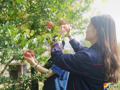 金桥煤矿石榴大丰收!